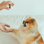 Can My Puppy Eat Adult Dog Food