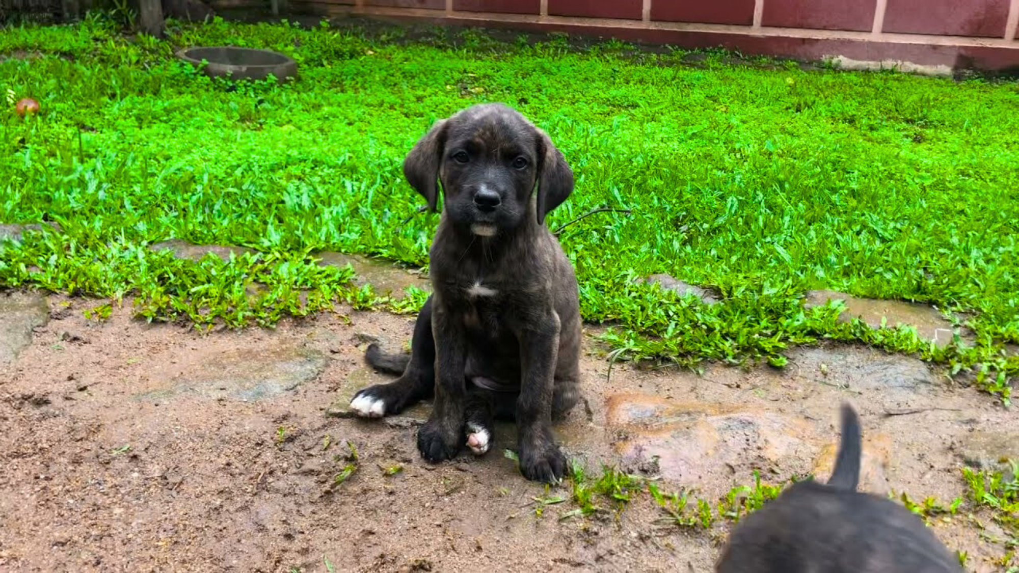 Dogo Argentino Mixed with Rottweiler