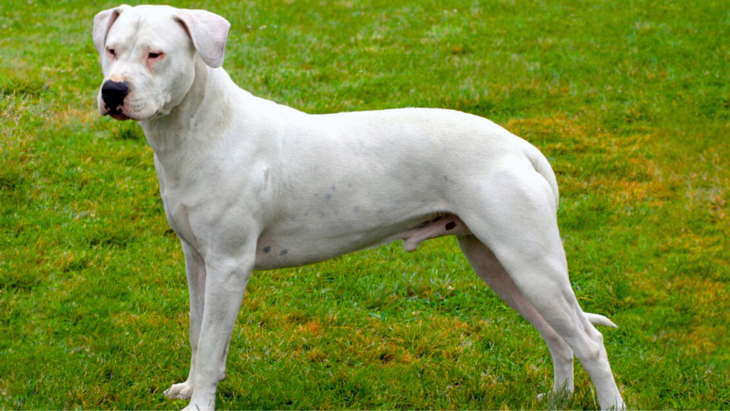 Dogo Argentino: The Argentine Big-Game Hunter