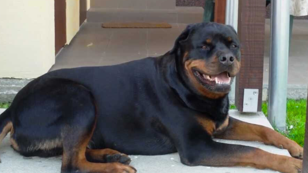 Physical Characteristics of a Dogo Argentino Mixed With Rottweiler