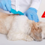 Accidentally Put Cat Flea Medicine on Dog