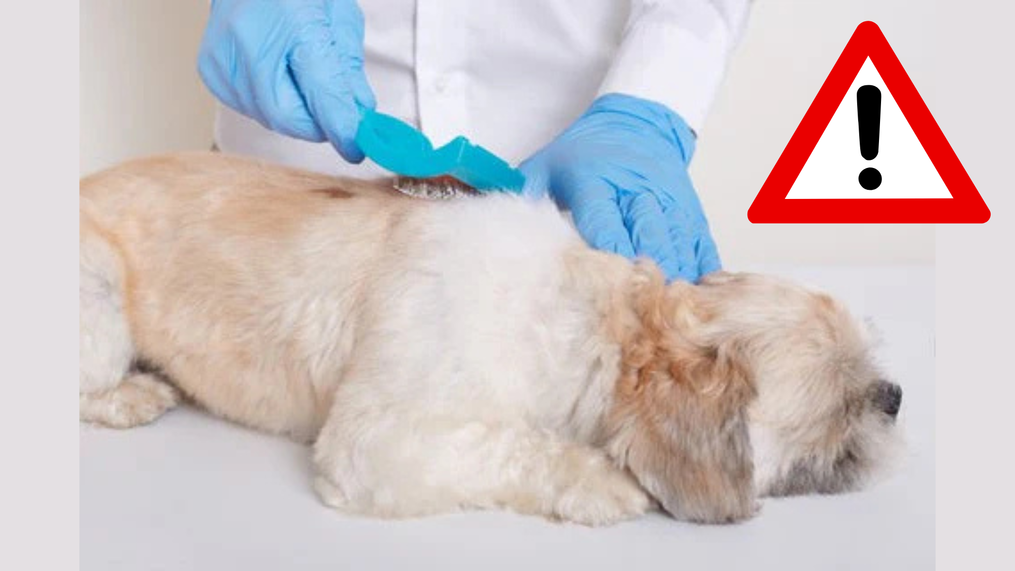 Accidentally Put Cat Flea Medicine on Dog