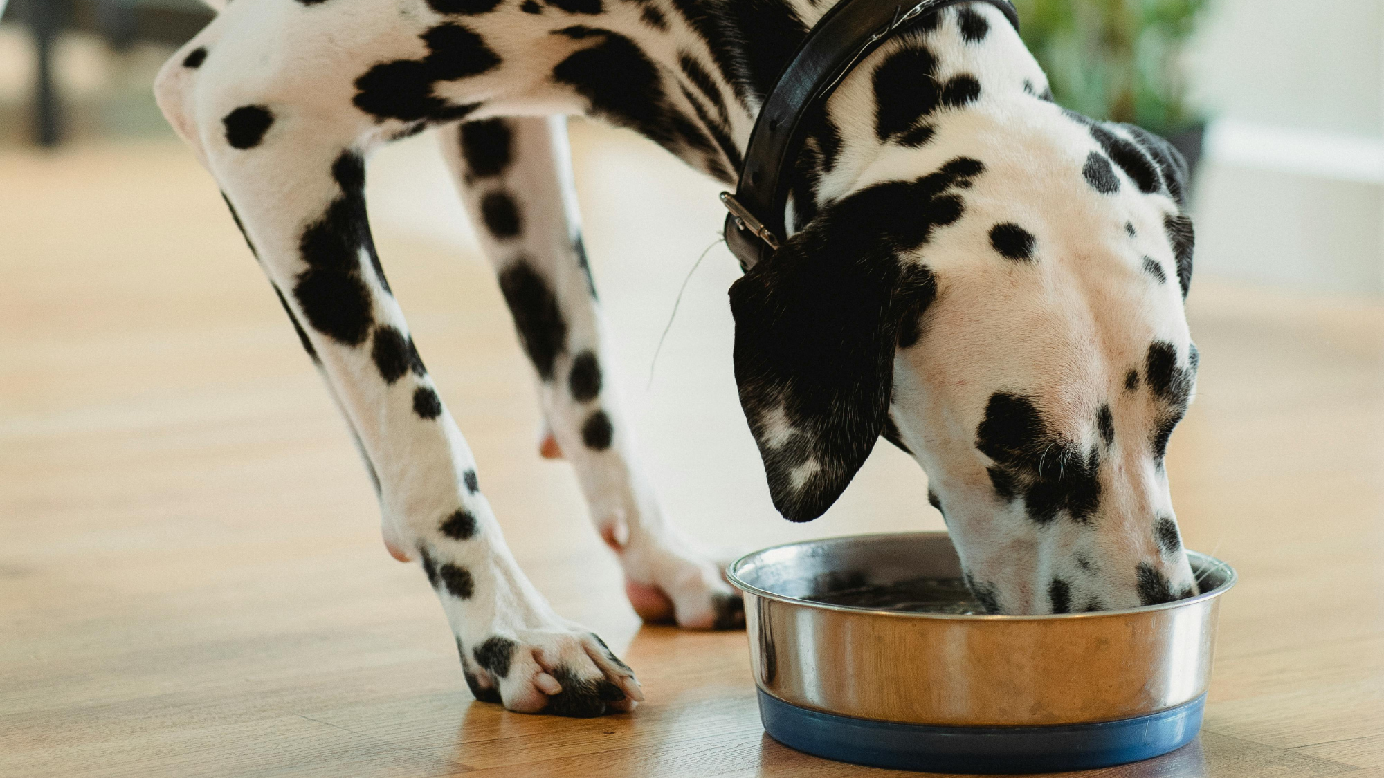 Homemade Dog Food Ratio Nutritional Balance