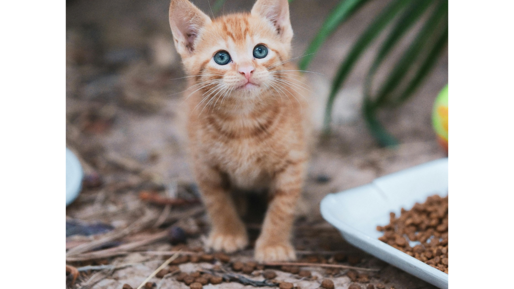 Some Kittens Enjoy the Crunch