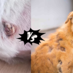 Dog Skin Tag vs Cancer