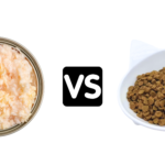 Wet Food vs Dry Food for Kittens