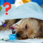 Dog Skin Tag Removal Cost