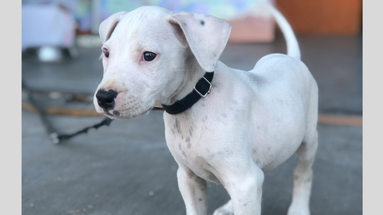 What Breeds Make a Dogo Argentino