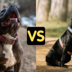 XL Bully vs Cane Corso