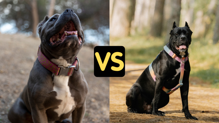 XL Bully vs Cane Corso