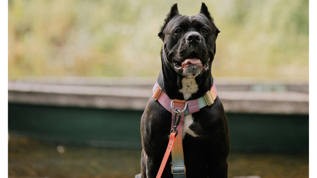 Cane Corso Temperament