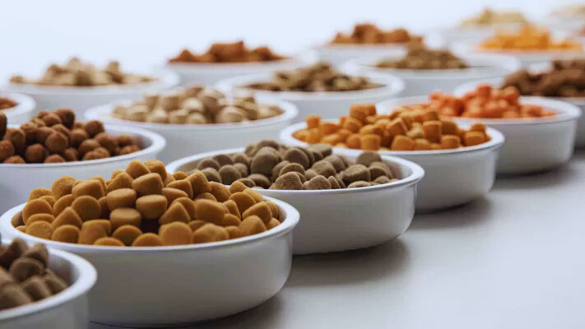 Dog Food Types