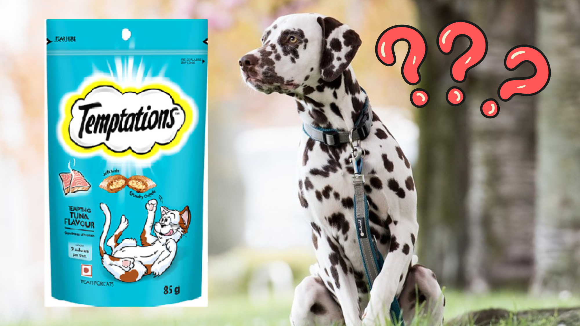 Are Temptations Cat Treats Bad for Dogs