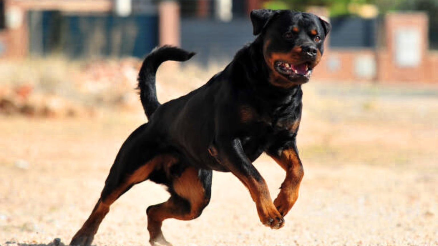 Male Rottweiler Weight Chart KG Monthly Growth Rate