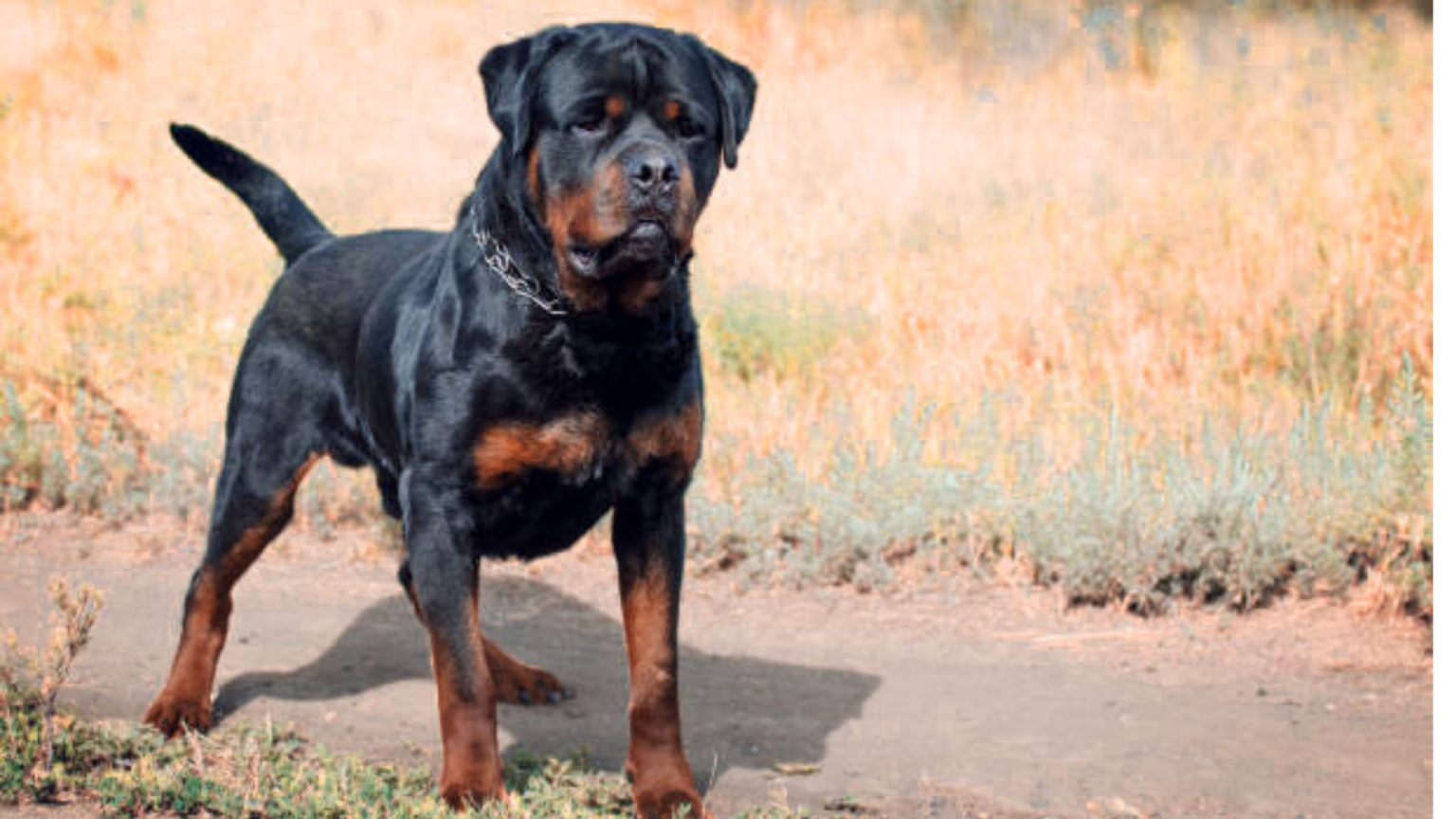 Male Rottweiler Weight Chart KG Monthly Growth Rate