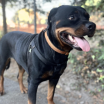 6 Month Rottweiler Weight