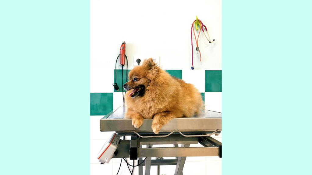 The Veterinary Visit: Professional Help in Action