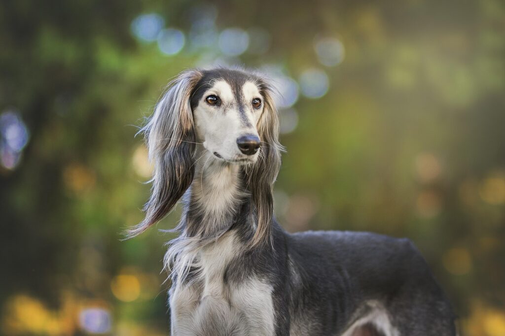 Potential Risks of Feeding Wet Cat Food to Dogs