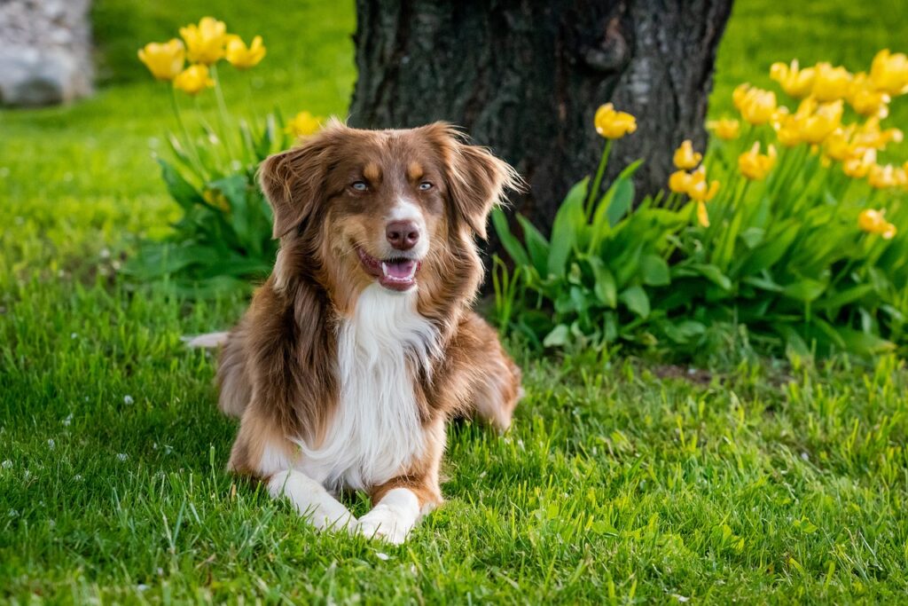 What to Do If Your Dog Eats Wet Cat Food