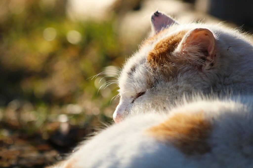 Effects on Cats