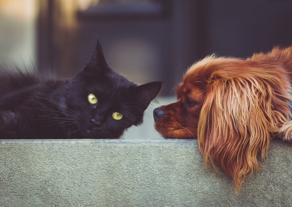 Health Impact: How Fleas Affect Dogs and Cats Differently