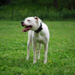 Dogo Argentino Breed Characteristics