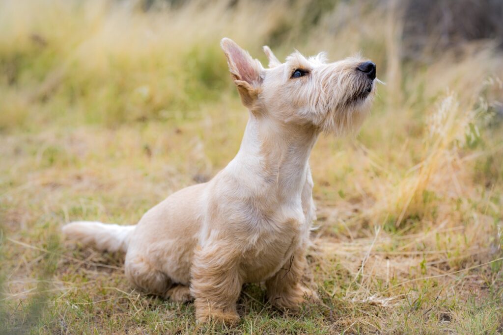 How Does High Protein Affect a Dog’s Kidneys