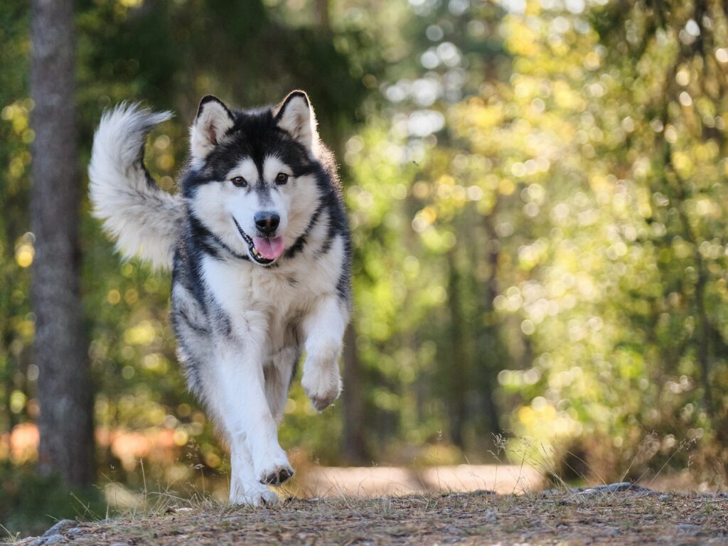 Short-Term Effects of Cat Food on Dogs