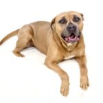 Pitbull Bite Force PSI
