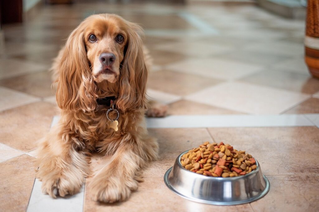 How Much to Feed a Dog by Weight Kg