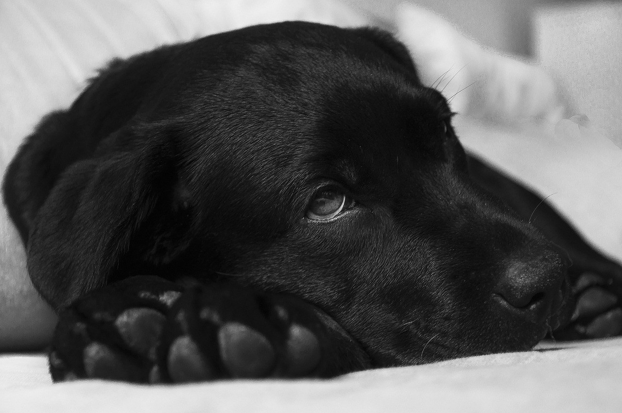 My Dog Ate Cat Food and Is Now Sick