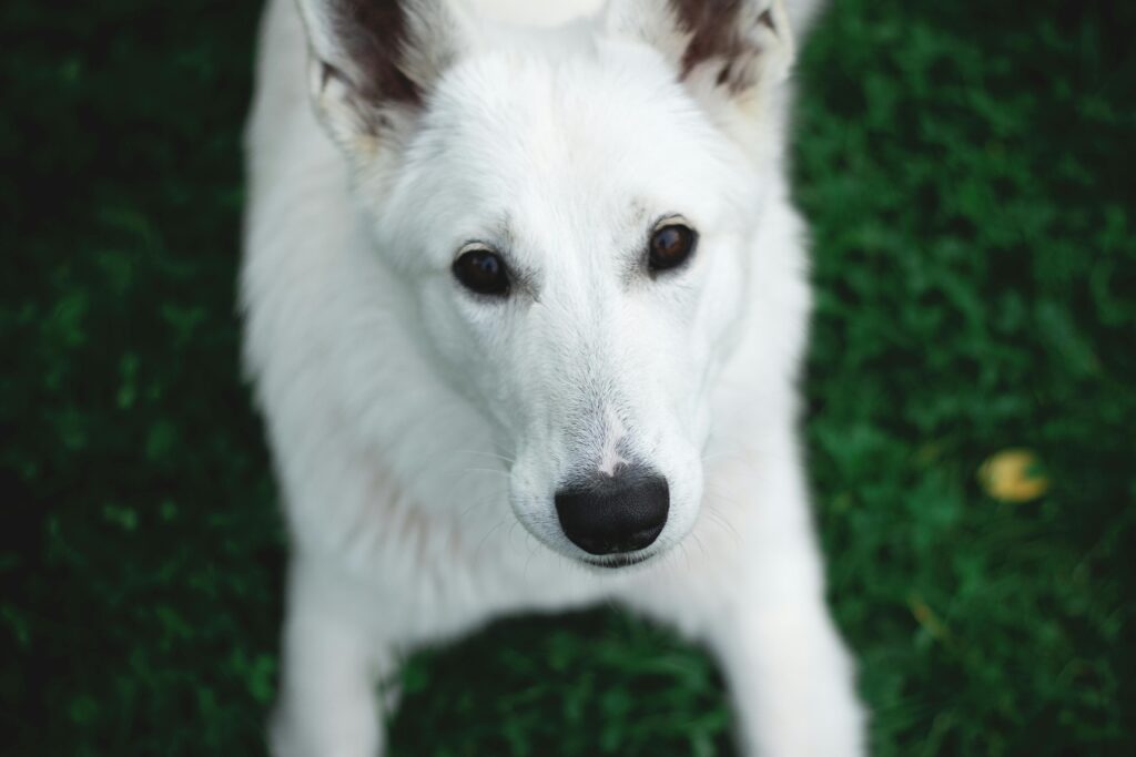 German Shepherd: The Intelligent Protector