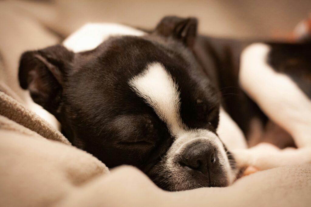 Recognizing Signs of Kidney Stress in Dogs