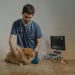 What Wet Dog Food Do Vets Recommend