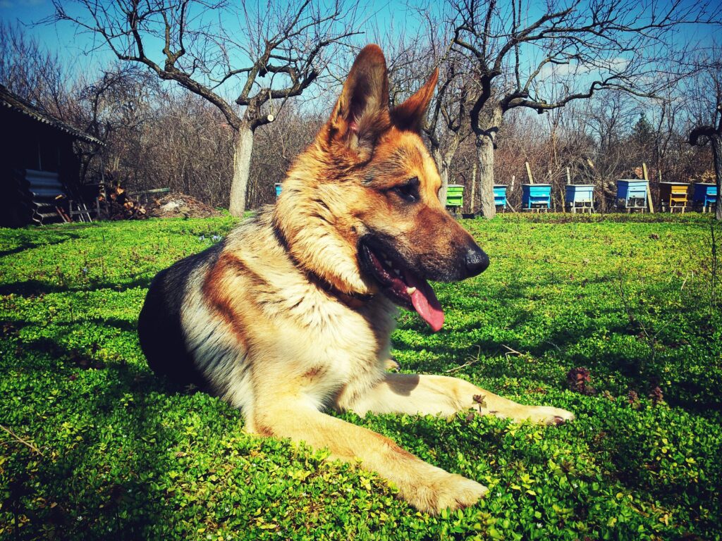 German Shepherd: The Ultimate Working Dog