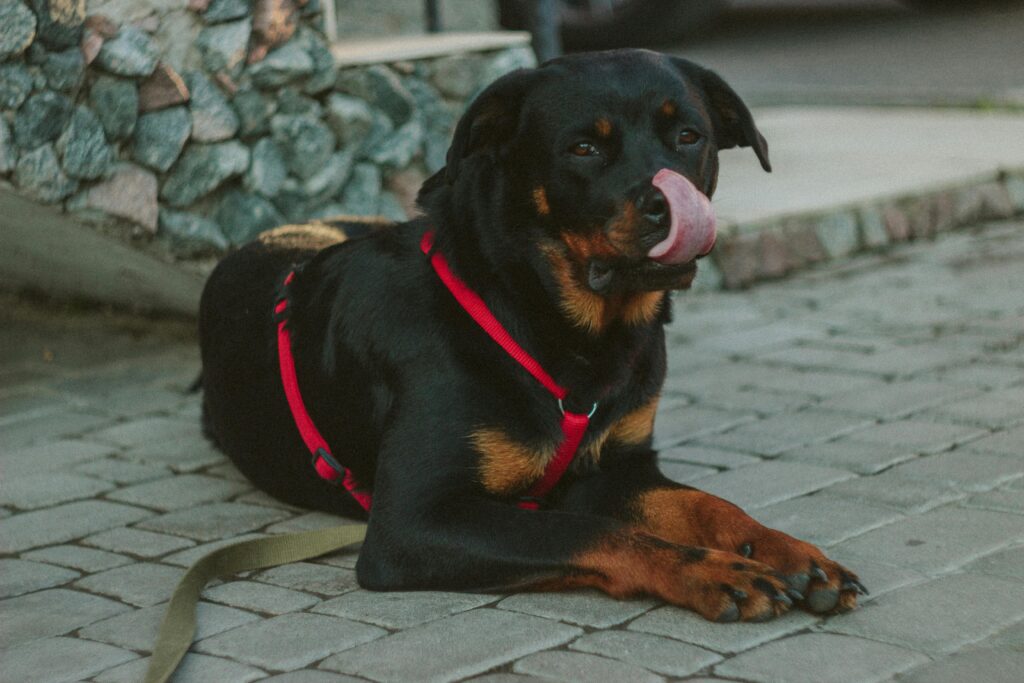 Rottweiler: The German Guardian