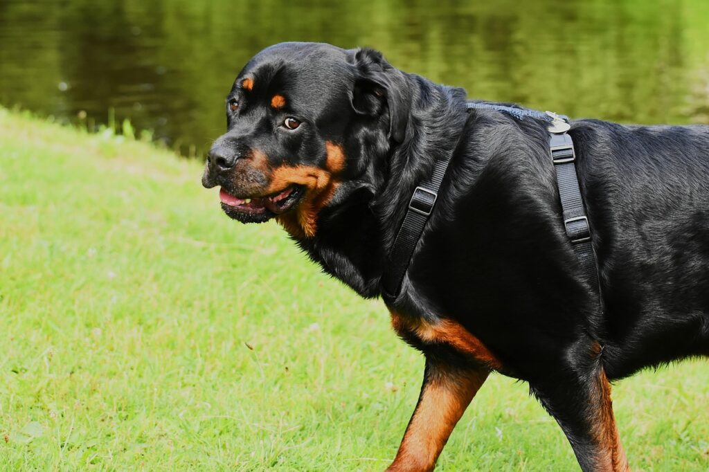 Rottweiler: The Powerhouse