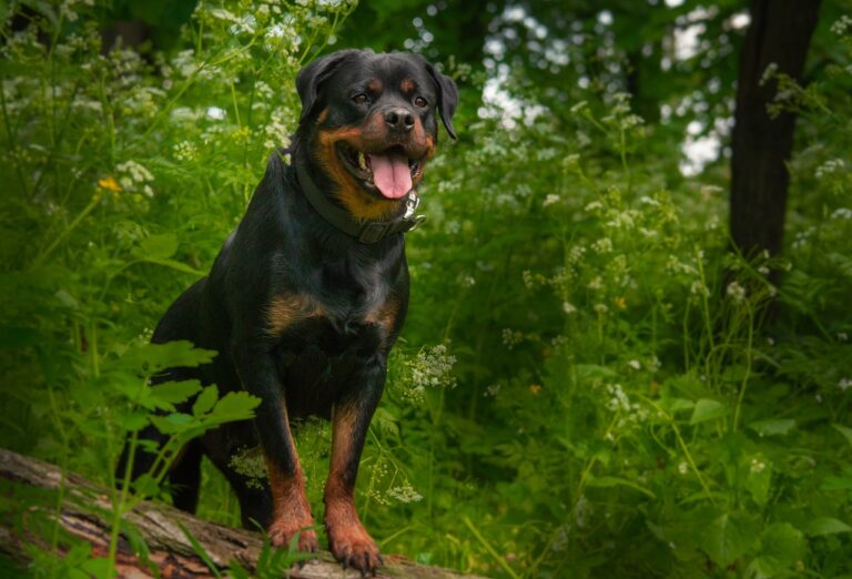 Rottweiler Size Chart: Different Sizes At Life Stages