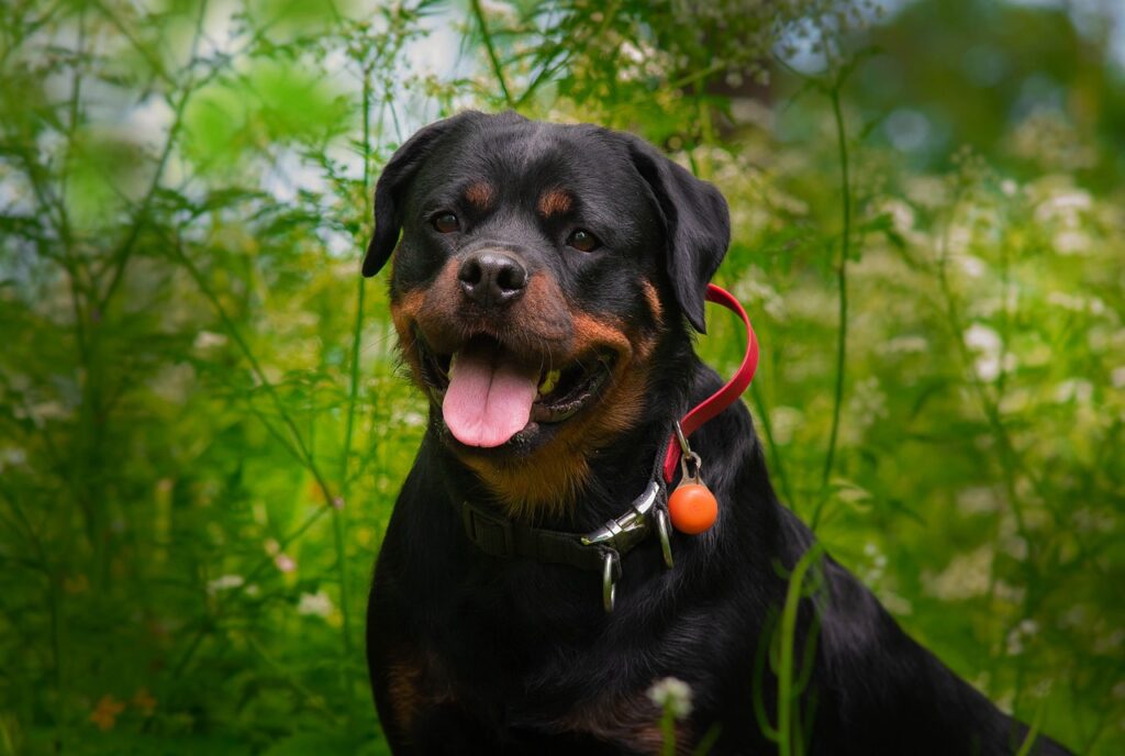 Rottweiler: The Butcher’s Guardian
