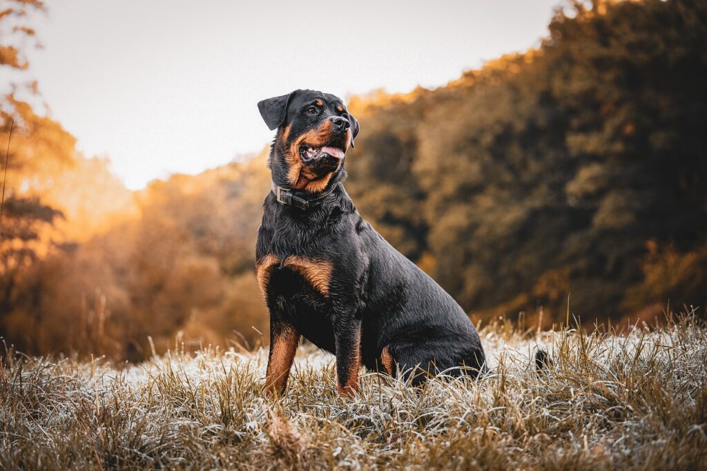 Rottweiler Size Chart Different Sizes At Life Stages
