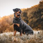 Rottweiler Size Chart