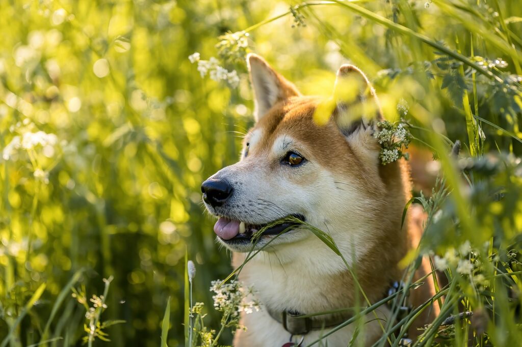 Transitioning and Adjusting Diets as Your Dog Ages