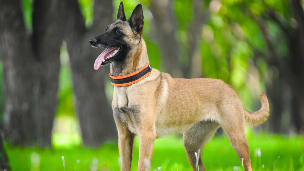 Pitbull vs Belgian Malinois: Who Would Win in a Working Showdown