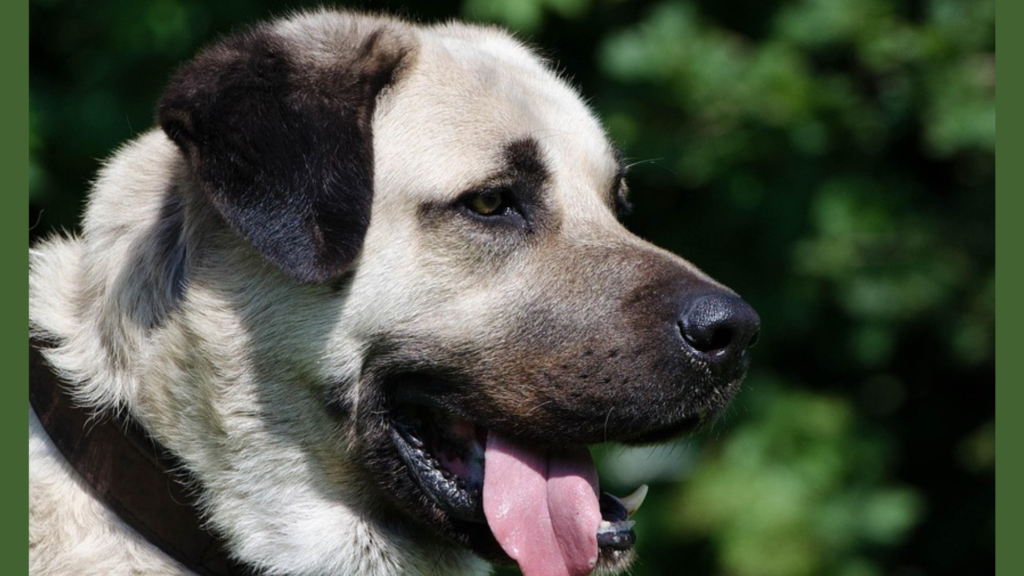 Kangal Size Characteristics