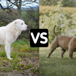 Alabai Dog vs Pitbull