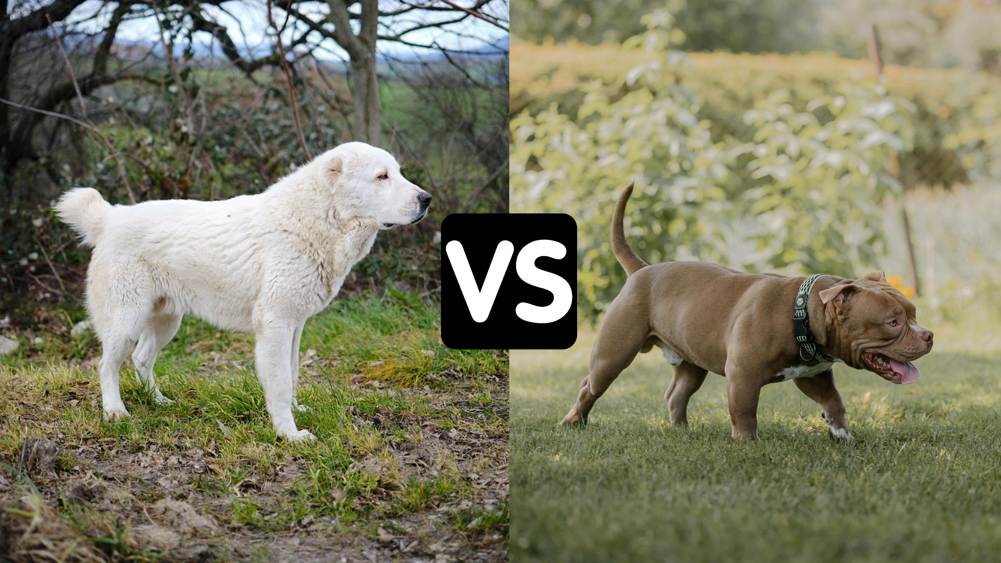 Alabai Dog vs Pitbull