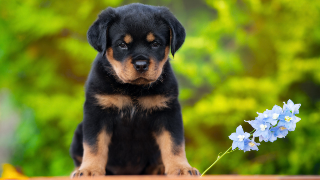 Temperament and Behavior: Loyal But Different