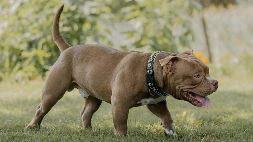Pitbull Size