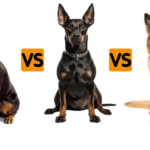 Rottweiler vs Doberman vs German Shepherd