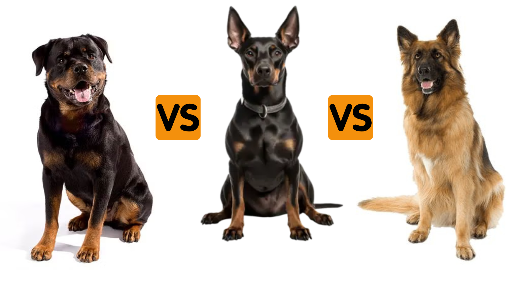 Rottweiler vs Doberman vs German Shepherd